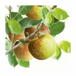 4-5ft 'Bramley's Seedling' Cooking Apple Tree | MM106 Semi Vigorous Rootstock | Bare Root 8 4-5ft 'Bramley's Seedling' Cooking Apple Tree | MM106 Semi Vigorous Rootstock | Bare Root -botanical garden shop TR1249 add image 3 7733