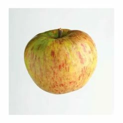 4-5ft 'Bramley's Seedling' Cooking Apple Tree | MM106 Semi Vigorous Rootstock | Bare Root 9 4-5ft 'Bramley's Seedling' Cooking Apple Tree | MM106 Semi Vigorous Rootstock | Bare Root -botanical garden shop TR1249 add image 4 c037
