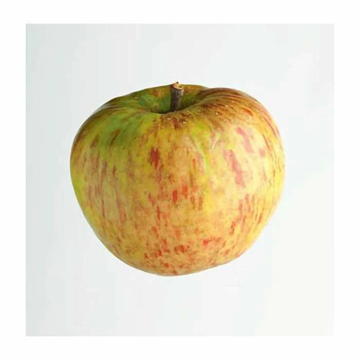 4-5ft 'Bramley's Seedling' Cooking Apple Tree | MM106 Semi Vigorous Rootstock | Bare Root 5 4-5ft 'Bramley's Seedling' Cooking Apple Tree | MM106 Semi Vigorous Rootstock | Bare Root - Image 5