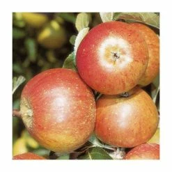4-5ft 'Cox's Orange Pippin' Dessert Apple Tree| MM106 Semi Vigorous Rootstock | Bare Root -botanical garden shop TR1251 add image 2 67c0