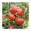4-5ft 'Discovery' Dessert Apple Tree | M26 Semi Vigorous Rootstock | Bare Root
