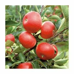 4-5ft 'Discovery' Dessert Apple Tree | M26 Semi Vigorous Rootstock | Bare Root