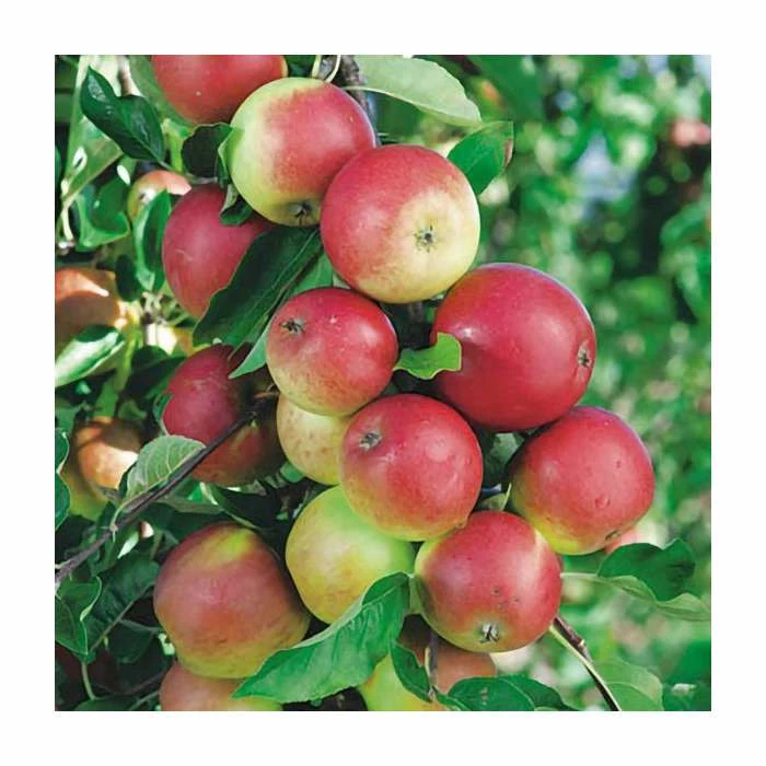 4-5ft 'Discovery' Dessert Apple Tree | M26 Semi Vigorous Rootstock | Bare Root 2 4-5ft 'Discovery' Dessert Apple Tree | M26 Semi Vigorous Rootstock | Bare Root - Image 2
