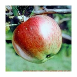 4-5ft 'Howgate Wonder' Cooking Apple Tree | MM106 Semi Vigorous Rootstock | Bare Root -botanical garden shop TR1260 add image 1 c2cb