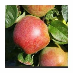 4-5ft 'Howgate Wonder' Cooking Apple Tree | MM106 Semi Vigorous Rootstock | Bare Root