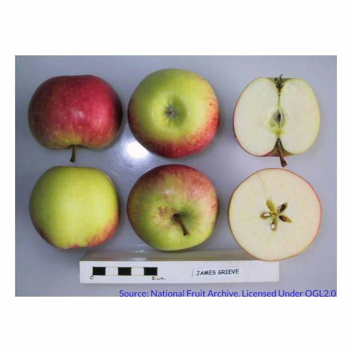 4-5ft 'James Grieve' Dessert Apple Tree | MM106 Semi Vigorous Rootstock | 9L Pot 7 4-5ft 'James Grieve' Dessert Apple Tree | MM106 Semi Vigorous Rootstock | 9L Pot - Image 7