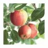 4-5ft 'James Grieve' Dessert Apple Tree | MM106 Semi Vigorous Rootstock | 9L Pot