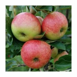 4-5ft 'James Grieve' Dessert Apple Tree | MM106 Semi Vigorous Rootstock | Bare Root -botanical garden shop TR1262 add image 2 68a8