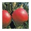 4-5ft 'Katy' Dessert Apple Tree | MM106 Semi Vigorous Rootstock | Bare Root
