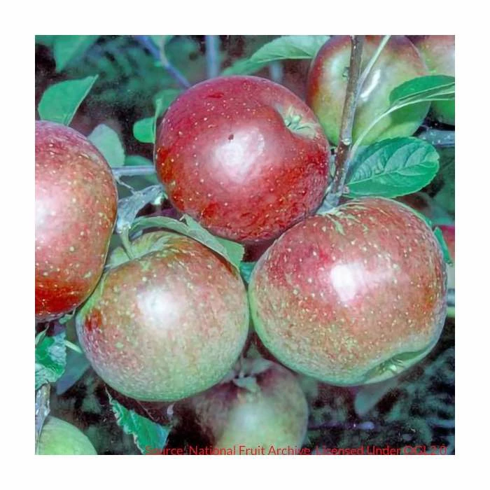 4-5ft 'Laxton's Superb' Dessert Apple Tree | MM106 Semi Vigorous Rootstock | Bare Root 2 4-5ft 'Laxton's Superb' Dessert Apple Tree | MM106 Semi Vigorous Rootstock | Bare Root - Image 2