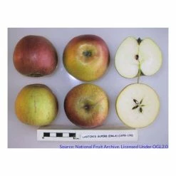 4-5ft 'Laxton's Superb' Dessert Apple Tree | MM106 Semi Vigorous Rootstock | Bare Root 5 4-5ft 'Laxton's Superb' Dessert Apple Tree | MM106 Semi Vigorous Rootstock | Bare Root -botanical garden shop TR1264 add image 2 3cfb