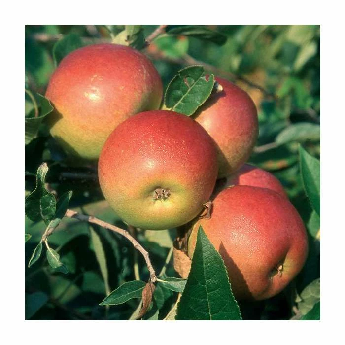 4-5ft 'Laxton's Superb' Dessert Apple Tree | MM106 Semi Vigorous Rootstock | Bare Root 1 4-5ft 'Laxton's Superb' Dessert Apple Tree | MM106 Semi Vigorous Rootstock | Bare Root