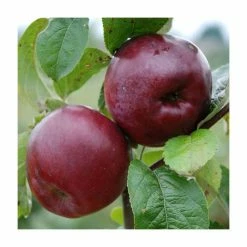 4-5ft 'Spartan' Dessert Apple Tree | MM106 Semi Vigorous Rootstock | Bare Root 8 4-5ft 'Spartan' Dessert Apple Tree | MM106 Semi Vigorous Rootstock | Bare Root -botanical garden shop TR1271 add image 1 44b4