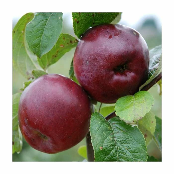 4-5ft 'Spartan' Dessert Apple Tree | MM106 Semi Vigorous Rootstock | Bare Root 3 4-5ft 'Spartan' Dessert Apple Tree | MM106 Semi Vigorous Rootstock | Bare Root - Image 3