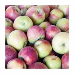 4-5ft 'Spartan' Dessert Apple Tree | MM106 Semi Vigorous Rootstock | Bare Root 9 4-5ft 'Spartan' Dessert Apple Tree | MM106 Semi Vigorous Rootstock | Bare Root -botanical garden shop TR1271 add image 2 2bbb