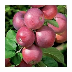4-5ft 'Spartan' Dessert Apple Tree | MM106 Semi Vigorous Rootstock | Bare Root 10 4-5ft 'Spartan' Dessert Apple Tree | MM106 Semi Vigorous Rootstock | Bare Root -botanical garden shop TR1271 add image 3 5a0b