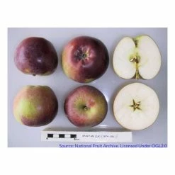 4-5ft 'Spartan' Dessert Apple Tree | MM106 Semi Vigorous Rootstock | Bare Root 11 4-5ft 'Spartan' Dessert Apple Tree | MM106 Semi Vigorous Rootstock | Bare Root -botanical garden shop TR1271 add image 4 5b4c