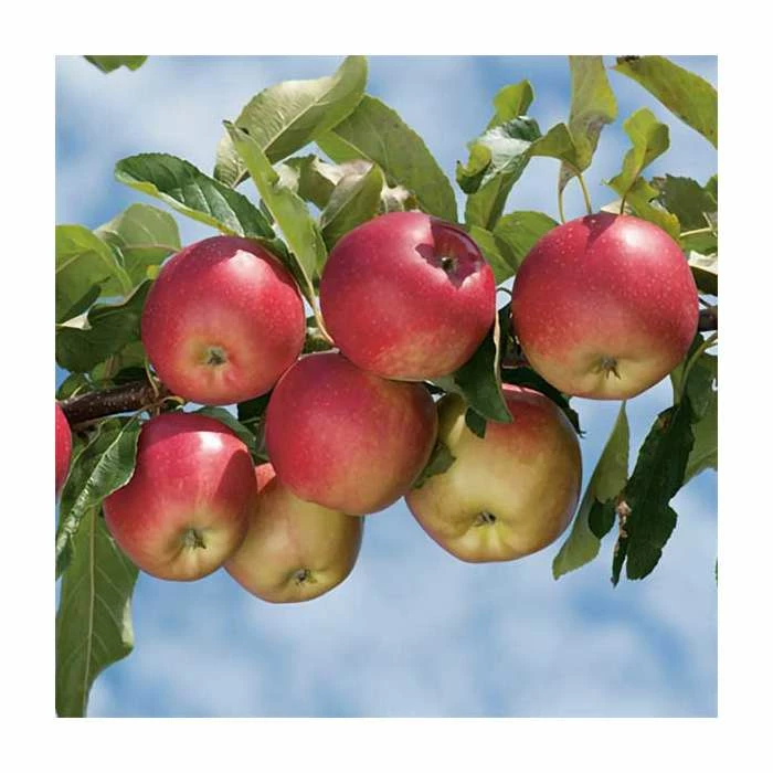 4-5ft 'Worcester Pearmain' Dessert Apple Tree | MM106 Semi Vigorous Rootstock | Bare Root 3 4-5ft 'Worcester Pearmain' Dessert Apple Tree | MM106 Semi Vigorous Rootstock | Bare Root - Image 3
