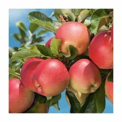 4-5ft 'Worcester Pearmain' Dessert Apple Tree | MM106 Semi Vigorous Rootstock | Bare Root 9 4-5ft 'Worcester Pearmain' Dessert Apple Tree | MM106 Semi Vigorous Rootstock | Bare Root -botanical garden shop TR1274 add image 2 9c1e
