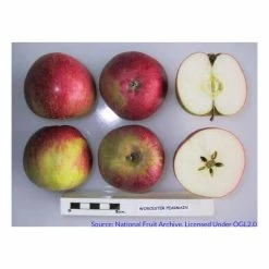4-5ft 'Worcester Pearmain' Dessert Apple Tree | MM106 Semi Vigorous Rootstock | Bare Root 11 4-5ft 'Worcester Pearmain' Dessert Apple Tree | MM106 Semi Vigorous Rootstock | Bare Root -botanical garden shop TR1274 add image 4 7737