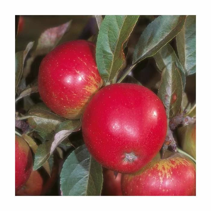 4-5ft 'Worcester Pearmain' Dessert Apple Tree | MM106 Semi Vigorous Rootstock | Bare Root 2 4-5ft 'Worcester Pearmain' Dessert Apple Tree | MM106 Semi Vigorous Rootstock | Bare Root - Image 2