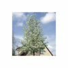 Pyrus Calleryana 'Chanticleer' | Ornamental Pear Tree | 13L Pot | 100-140cm