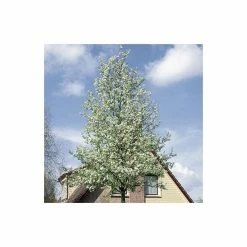 Pyrus Calleryana 'Chanticleer' | Ornamental Pear Tree | 13L Pot | 100-140cm