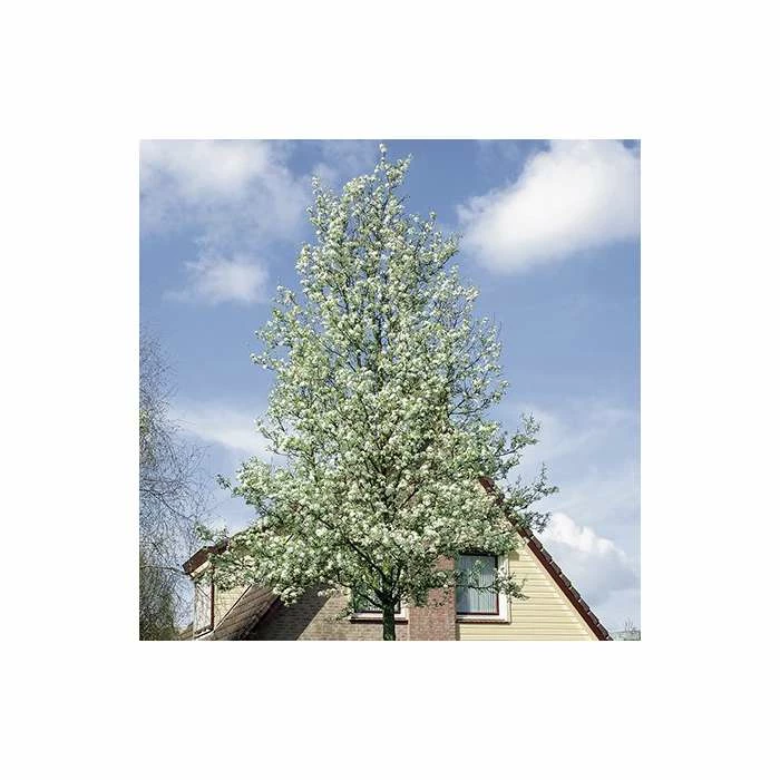 Pyrus Calleryana 'Chanticleer' | Ornamental Pear Tree | 13L Pot | 100-140cm 1 Pyrus Calleryana 'Chanticleer' | Ornamental Pear Tree | 13L Pot | 100-140cm