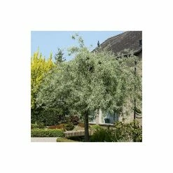 Pyrus Salicifolia 'Pendula' Tree | Weeping Silver Pear Tree | 9L Pot | 120-150cm