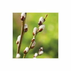 Salix Caprea 'Kilmarnock' | Weeping Willow Tree | 5L Pot| 100-140cm 12 Salix Caprea 'Kilmarnock' | Weeping Willow Tree | 5L Pot| 100-140cm -botanical garden shop TR1277 add image 3 5a4a