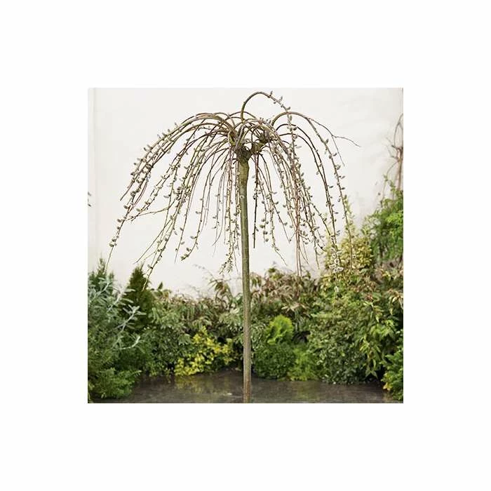 Salix Caprea 'Kilmarnock' | Weeping Willow Tree | 5L Pot| 100-140cm 6 Salix Caprea 'Kilmarnock' | Weeping Willow Tree | 5L Pot| 100-140cm - Image 6