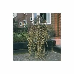 Salix Caprea 'Kilmarnock' | Weeping Willow Tree | 5L Pot| 100-140cm 14 Salix Caprea 'Kilmarnock' | Weeping Willow Tree | 5L Pot| 100-140cm -botanical garden shop TR1277 add image 5 cd5a