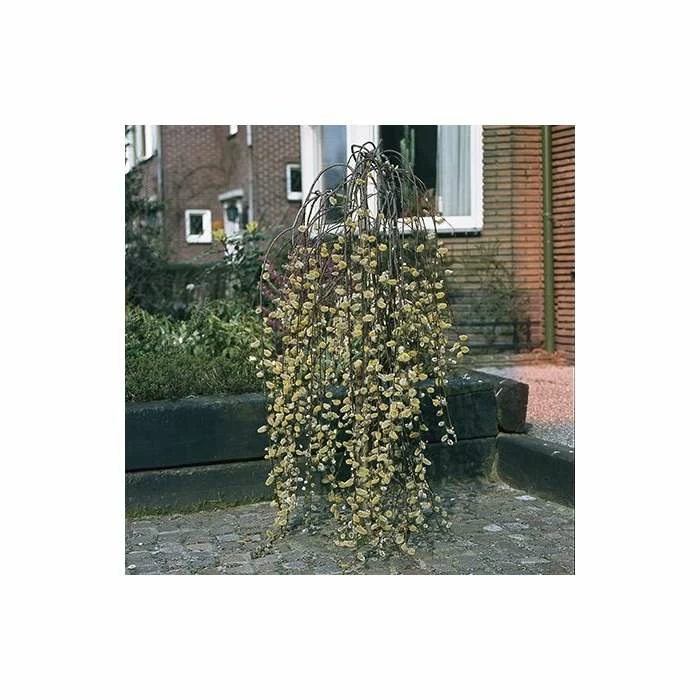 Salix Caprea 'Kilmarnock' | Weeping Willow Tree | 5L Pot| 100-140cm 7 Salix Caprea 'Kilmarnock' | Weeping Willow Tree | 5L Pot| 100-140cm - Image 7