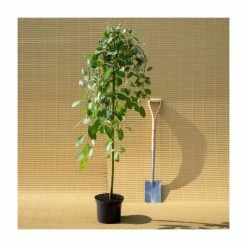 Salix Caprea 'Kilmarnock' | Weeping Willow Tree | 5L Pot| 100-140cm 15 Salix Caprea 'Kilmarnock' | Weeping Willow Tree | 5L Pot| 100-140cm -botanical garden shop TR1277 add image 6 302d