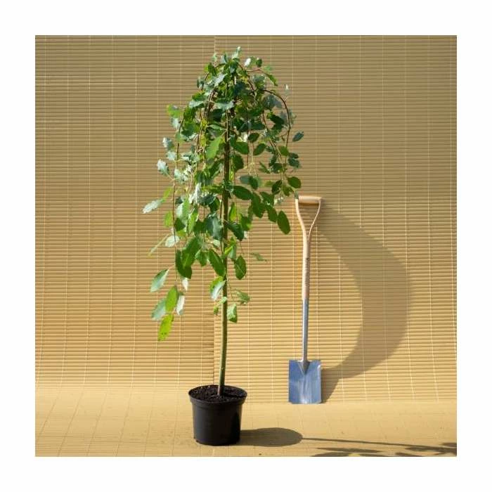 Salix Caprea 'Kilmarnock' | Weeping Willow Tree | 5L Pot| 100-140cm 8 Salix Caprea 'Kilmarnock' | Weeping Willow Tree | 5L Pot| 100-140cm - Image 8