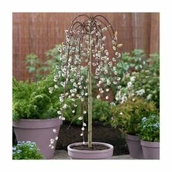 Salix Caprea 'Kilmarnock' | Weeping Willow Tree | 5L Pot| 100-140cm