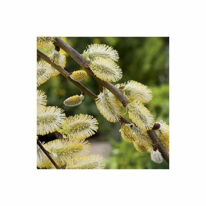 Salix Caprea 'Kilmarnock' | Weeping Willow Tree | 5L Pot| 100-140cm 2 Salix Caprea 'Kilmarnock' | Weeping Willow Tree | 5L Pot| 100-140cm - Image 2