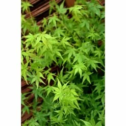 Acer Palmatum | Japanese Maple Tree | Bare Root | 120-150cm 5 Acer Palmatum | Japanese Maple Tree | Bare Root | 120-150cm -botanical garden shop TR1304 add image 1 c4f6
