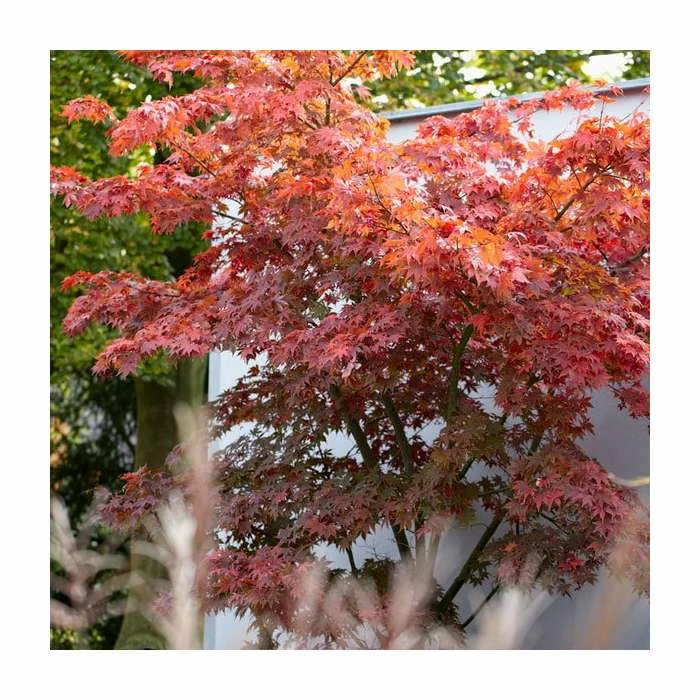 Acer Palmatum | Japanese Maple Tree | Bare Root | 120-150cm 1 Acer Palmatum | Japanese Maple Tree | Bare Root | 120-150cm