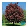 Acer Platanoides 'Crimson King' | Purple Norway Maple Tree | Bare Root | 120-150cm