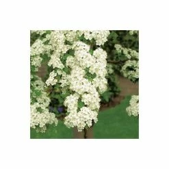 Crataegus Laevigata 'Plena' | Double White Flowering Hawthorn Tree | Bare Root | 110-140cm -botanical garden shop TR1321 add image 2 70f7