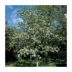 Crataegus Laevigata 'Plena' | Double White Flowering Hawthorn Tree | Bare Root | 110-140cm