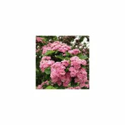 Crataegus Laevigata 'Rosea Flore Pleno' | Hawthorn Tree | Bare Root | 110-140cm