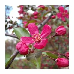 Malus 'Royal Beauty' | Purple Weeping Crab Apple Tree | Bare Root | 110-140cm