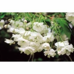 Prunus Avium 'Plena' | Cherry Blossom Tree | Bare Root | 110-140cm -botanical garden shop TR1328 add image 1 c75b