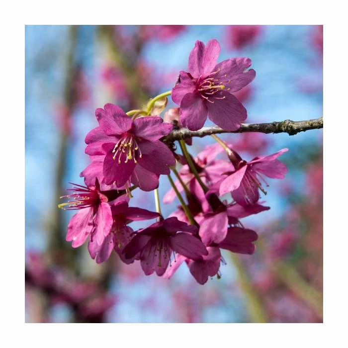 Prunus 'Collingwood Ingram' | Cherry Blossom Tree | Bare Root | 110-140cm 1 Prunus 'Collingwood Ingram' | Cherry Blossom Tree | Bare Root | 110-140cm