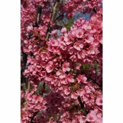 Prunus 'Kursar' Tree | Small Flowering Cherry Blossom Tree | Bare Root | 110-140cm -botanical garden shop TR1331 add image 2 4ce4
