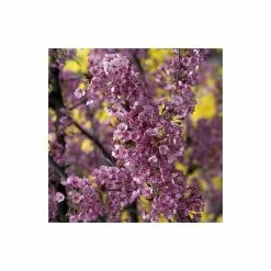 Prunus 'Kursar' Tree | Small Flowering Cherry Blossom Tree | Bare Root | 110-140cm