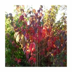 Prunus Sargentii 'Charles Sargent' | Cherry Blossom Tree | Bare Root | 110-140cm