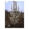 Prunus 'Snow Goose' | Upright Cherry Blossom Tree | Bare Root | 110-140cm